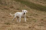 DOGUE ARGENTIN 218